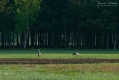 029_Biebrza - maj 2013